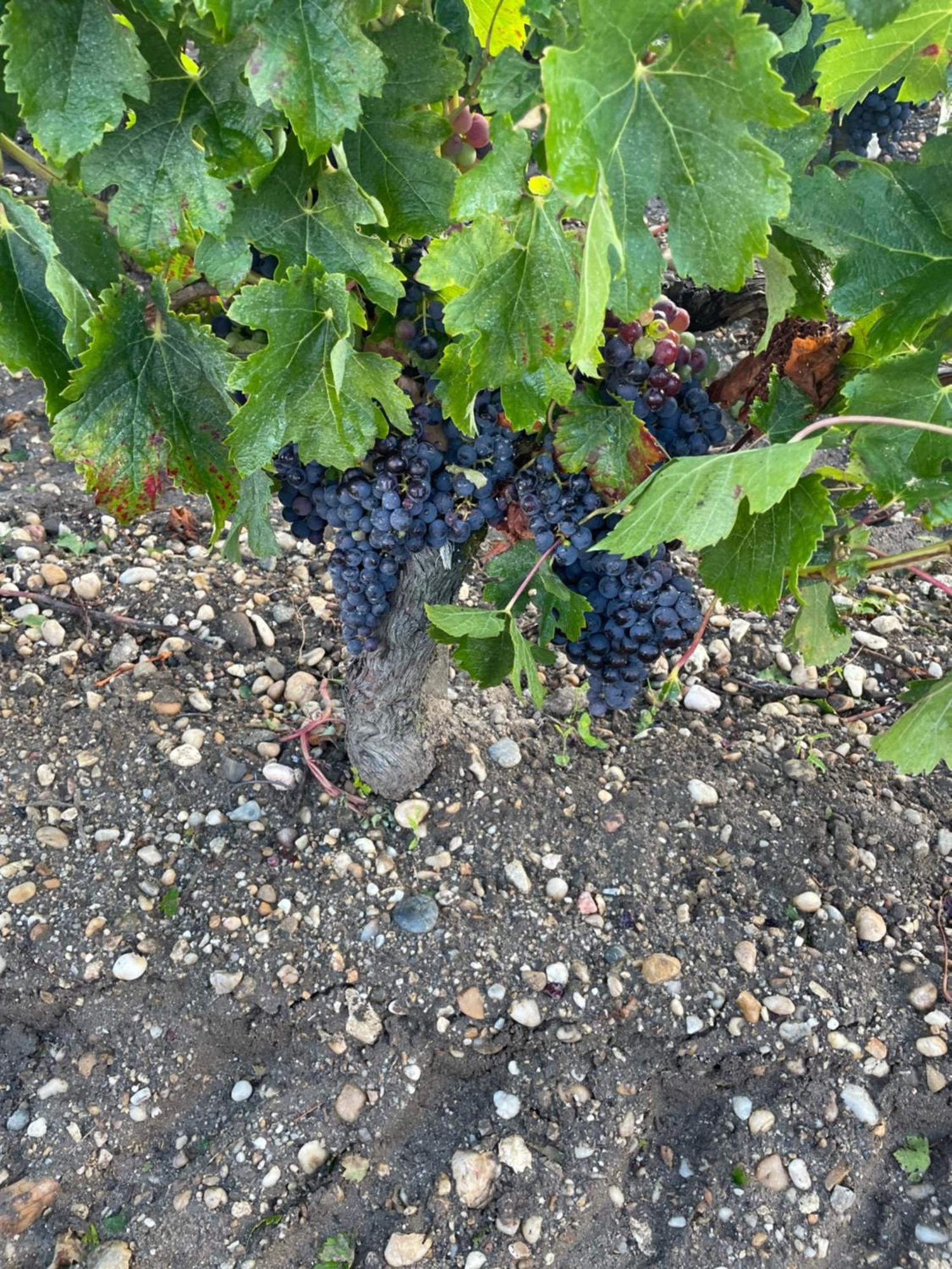 Domaine Des Quatre Terres Villa Lesparre-Medoc Ngoại thất bức ảnh